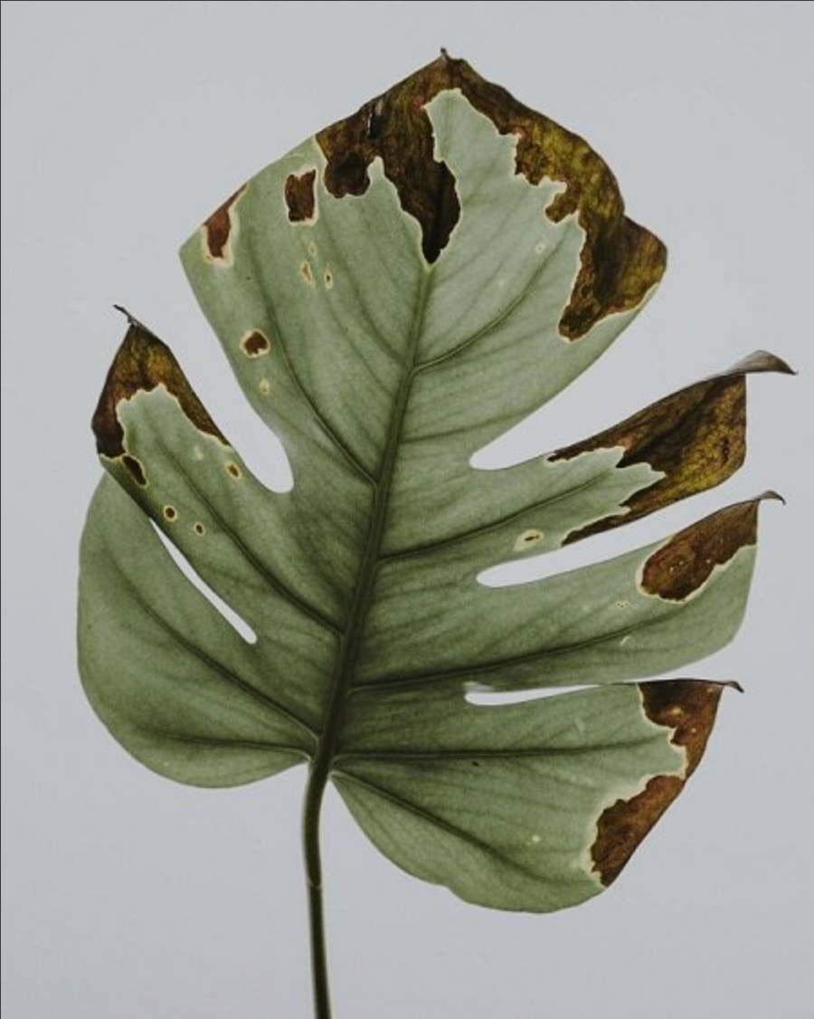 Can I Save This Plant?