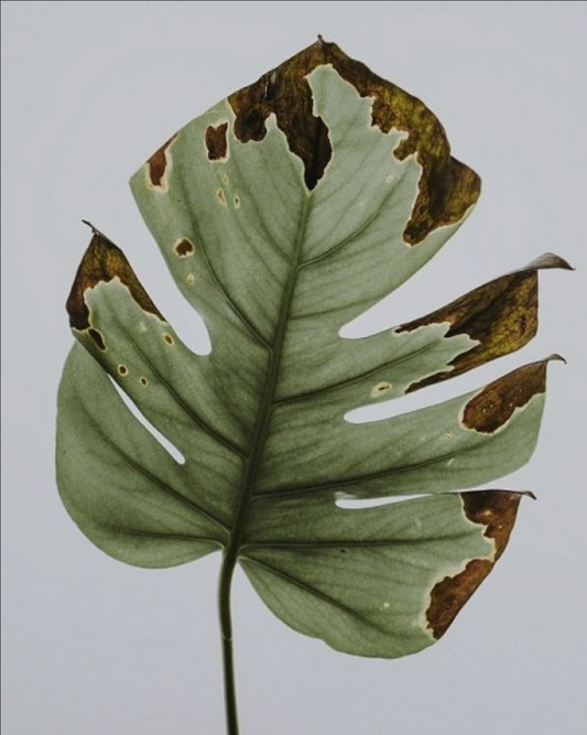 Can I Save This Plant?