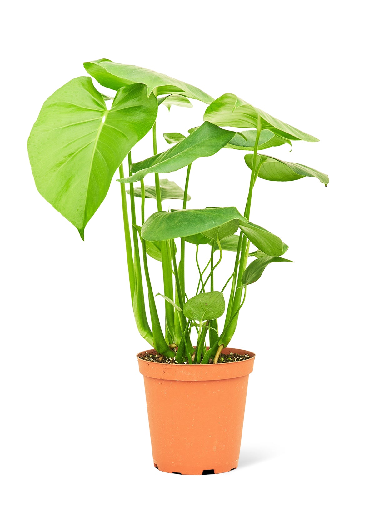 Monstera Deliciosa, Medium