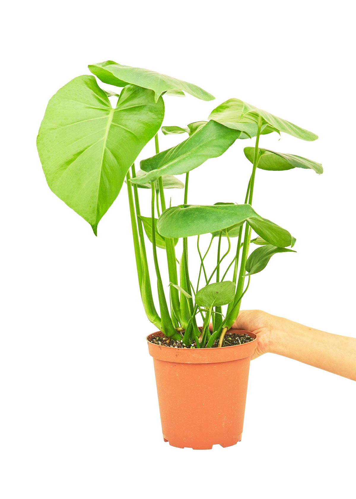 Monstera Deliciosa, Medium