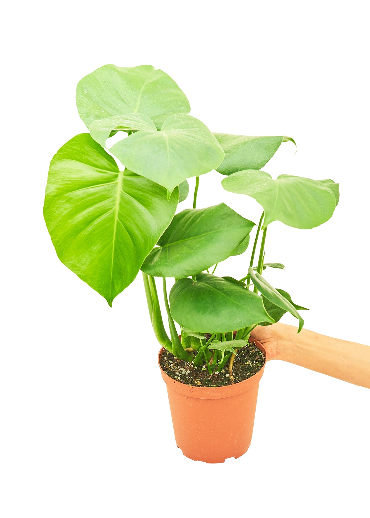 Monstera Deliciosa, Medium