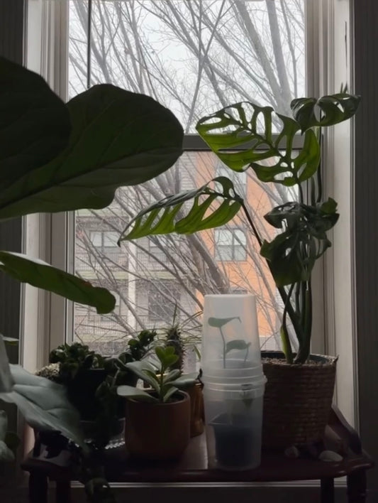 Surviving Winter With House Plants