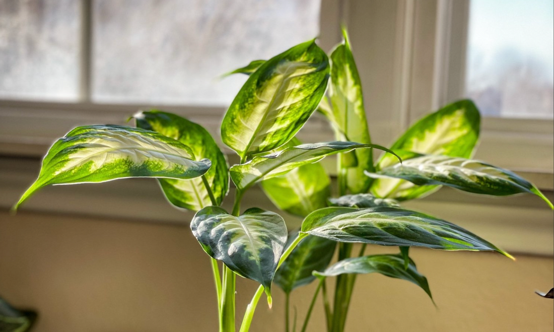 A Houseplant's Guide to Sunlight