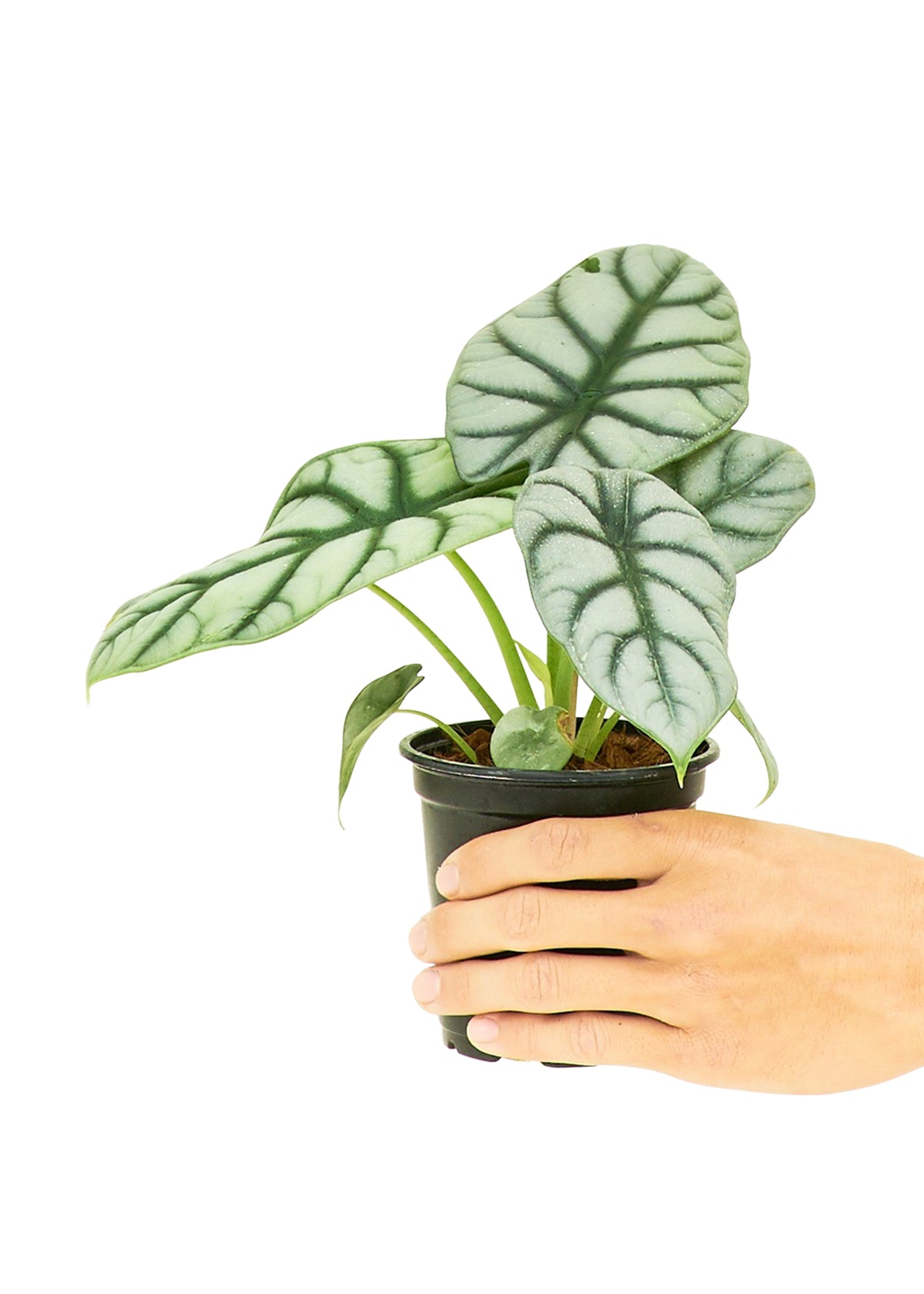 Alocasia 'Silver Dragon', Small